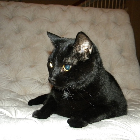 Meet your Posher, TCB - Picture 4 of 6